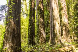 redwoods April 2015_20-c86.jpg